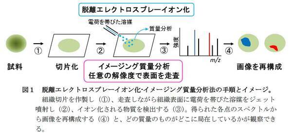 帝京大学理工学部の榎元廣文講師 山根久和教授らが植物ホルモンの種子内分布の可視化に成功 17年2月27日 エキサイトニュース