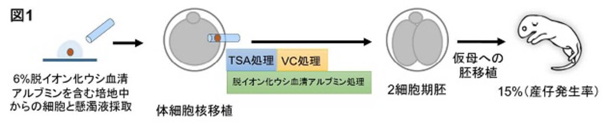 クローン動物の発生率の劇的な改善に成功 培養条件の改善のみで安定したクローンマウスの作出が可能に 近畿大学 17年4月18日 エキサイトニュース