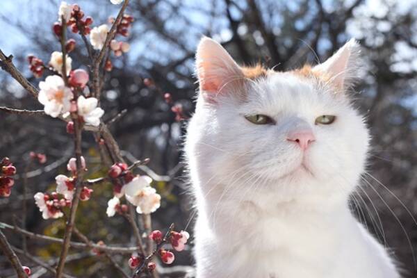 かご猫展 かご猫シロと季節のなかで 柏高島屋にてネットで人気の猫たちの写真展を開催します 4月27日 木 より 17年4月24日 エキサイトニュース
