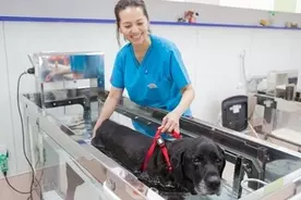 Seventh Dark セブンスダーク 限定ペットが手に入るイベント キノコ モリノコ戦争 開催決定 さらに 本日かわいらしい猫のアバター にゃんにゃん家族 新登場 17年9月7日 エキサイトニュース