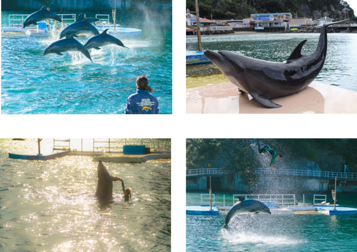 下田海中水族館 驚きの近さと感動を ショープログラム全面リニューアル 18年2月21日 エキサイトニュース 下田海中水族館 驚きの近さと感動を ショープログラム全面リニューアル 18年2月21日 エキサイトニュース