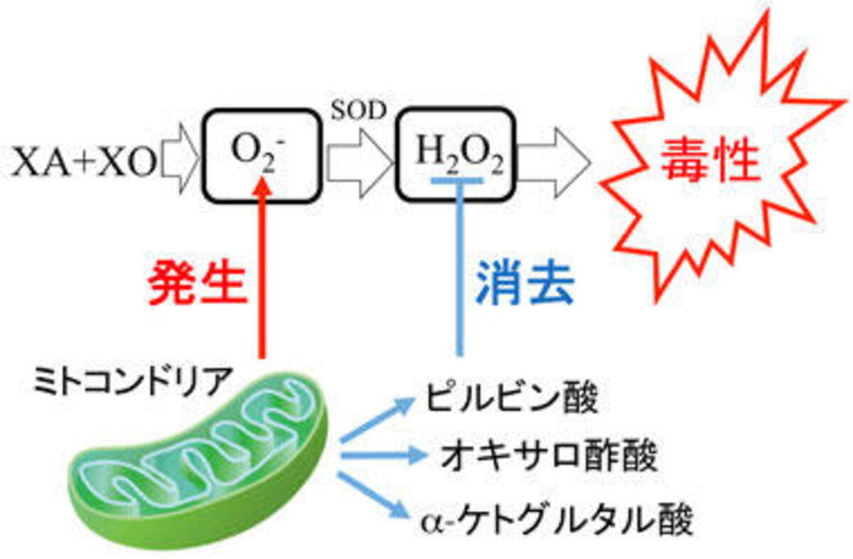 有機酸が活性酸素からミトコンドリアを保護する仕組みを解明 アンチエイジング研究への応用に期待 東京工科大学応用生物学部 18年11月13日 エキサイトニュース