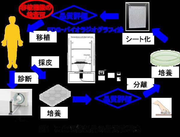 再生医療向け製品の品質評価は陽電子放射断層撮影法 Pet 用診断薬を用いた新しいイメージング法で移植前に実施することが可能になる 北里大学 19年9月5日 エキサイトニュース