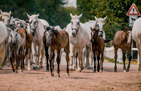 チェコで新たに2か所のユネスコ世界遺産が誕生 国営クラドルビ ナド ラベム馬飼育場 クルシュネー山地鉱業地域 19年11月日 エキサイトニュース