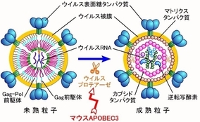がんやエイズの原因となる「レトロウイルス※1」の働きを阻害する新しい仕組みを世界で初めて解明
