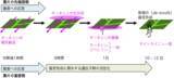 「【京都産業大学】挿し木などに応用される植物の生殖方法「栄養繁殖」のメカニズムを解明 -- Plant and Cell Physiology誌に掲載」の画像2