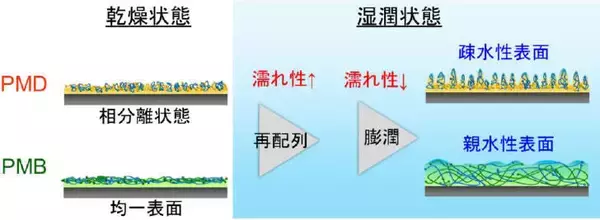 「生体接触型医療機器コーティング材料の新しい評価法 -- ポリマーコーティングの2段階の水和挙動を簡単に検出 --」の画像