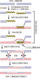 「相同なDNA配列間でRad51リコンビナーゼによるDNA鎖を交換するしくみを解明～ヒトがん抑制の分子機構研究に弾み～」の画像1