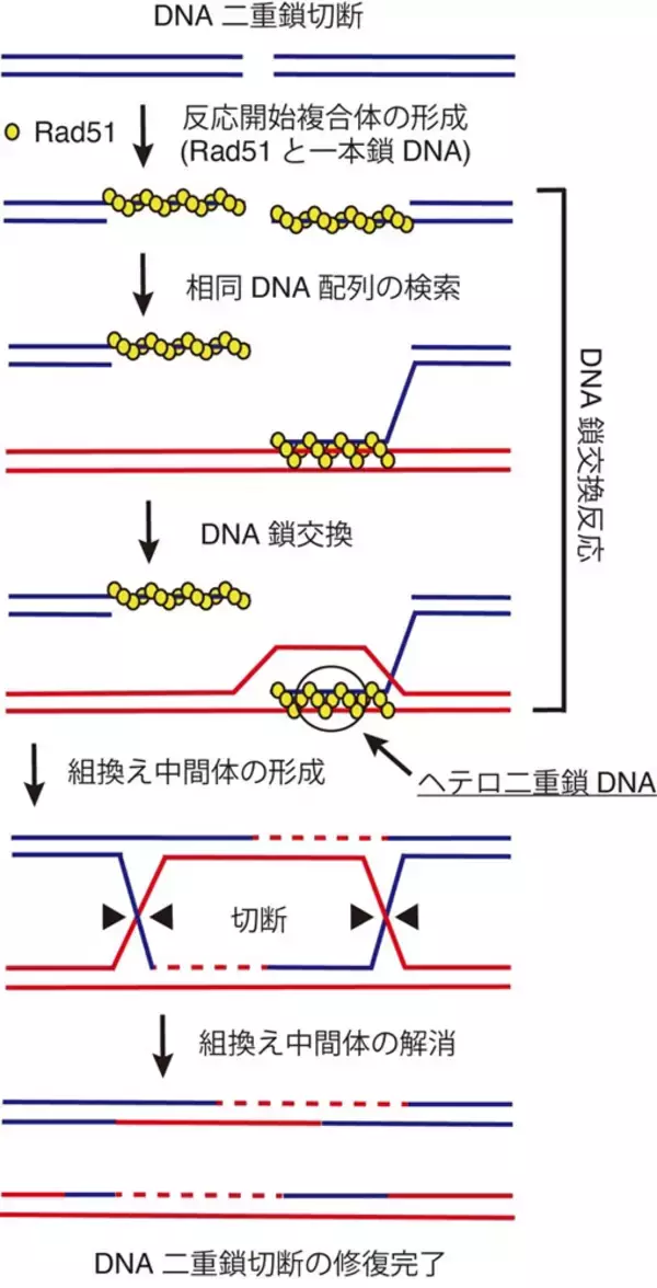 相同なDNA配列間でRad51リコンビナーゼによるDNA鎖を交換するしくみを解明～ヒトがん抑制の分子機構研究に弾み～