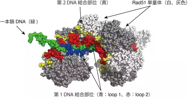 「相同なDNA配列間でRad51リコンビナーゼによるDNA鎖を交換するしくみを解明～ヒトがん抑制の分子機構研究に弾み～」の画像