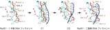「相同なDNA配列間でRad51リコンビナーゼによるDNA鎖を交換するしくみを解明～ヒトがん抑制の分子機構研究に弾み～」の画像4
