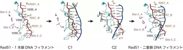 「相同なDNA配列間でRad51リコンビナーゼによるDNA鎖を交換するしくみを解明～ヒトがん抑制の分子機構研究に弾み～」の画像