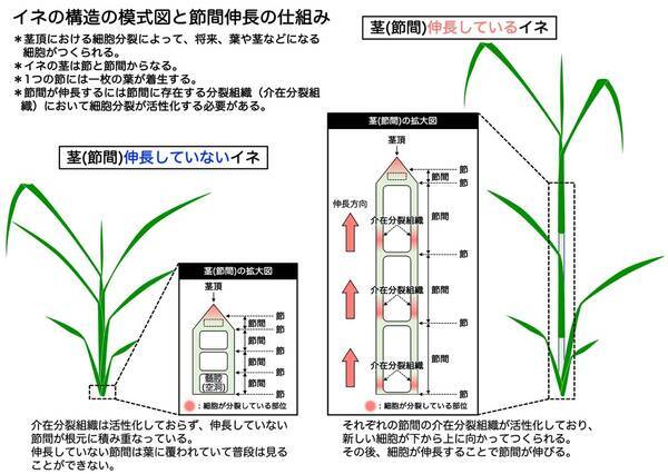 茎が伸長を開始する仕組みの発見 アクセル因子とブレーキ因子の巧妙なバランスによる茎伸長制御 2020年7月16日 エキサイトニュース