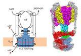 「【京都産業大学】生命エネルギーの生成に関わる液胞型プロトンポンプタンパク質の活性調節機構を解明 -- 電子版オープンアクセス科学雑誌「eLife」に掲載」の画像1