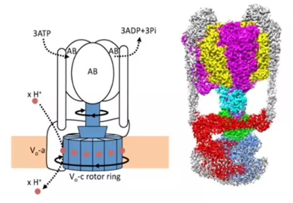 「【京都産業大学】生命エネルギーの生成に関わる液胞型プロトンポンプタンパク質の活性調節機構を解明 -- 電子版オープンアクセス科学雑誌「eLife」に掲載」の画像