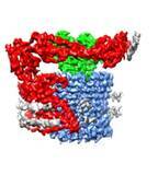 「【京都産業大学】生命エネルギーの生成に関わる液胞型プロトンポンプタンパク質の活性調節機構を解明 -- 電子版オープンアクセス科学雑誌「eLife」に掲載」の画像2