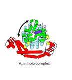 「【京都産業大学】生命エネルギーの生成に関わる液胞型プロトンポンプタンパク質の活性調節機構を解明 -- 電子版オープンアクセス科学雑誌「eLife」に掲載」の画像4