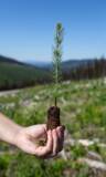 「カナダBC州における2020年の植林活動が過去最大規模に」の画像1