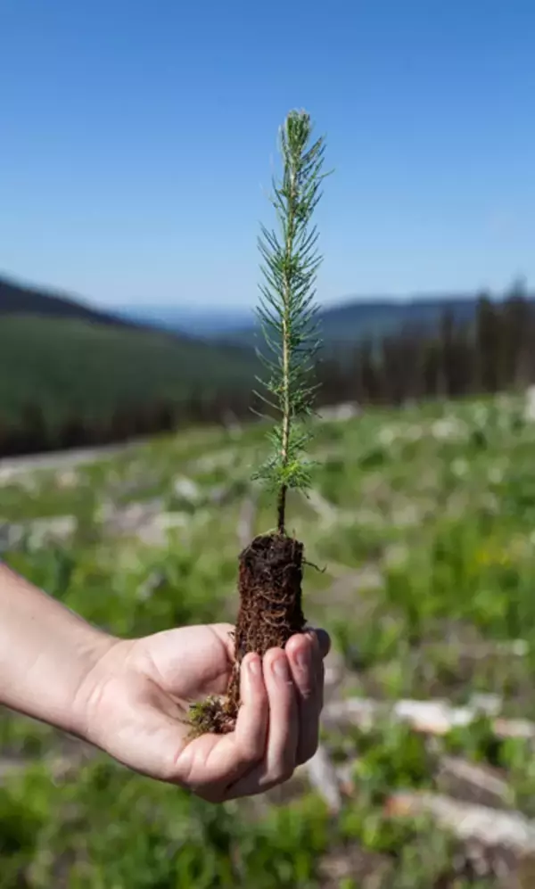 「カナダBC州における2020年の植林活動が過去最大規模に」の画像