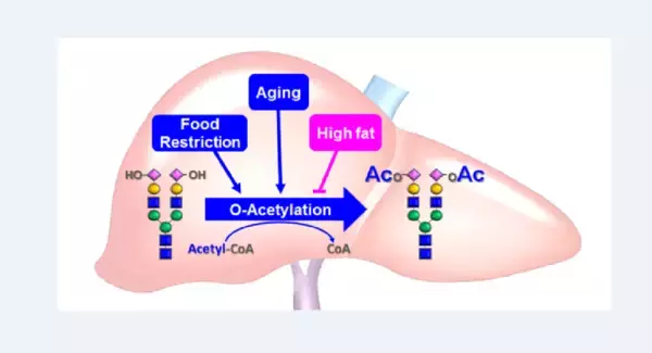 加齢と食環境によって体内の「糖鎖」が変化することを証明　糖鎖を軸とするアンチエイジング研究への展開に期待