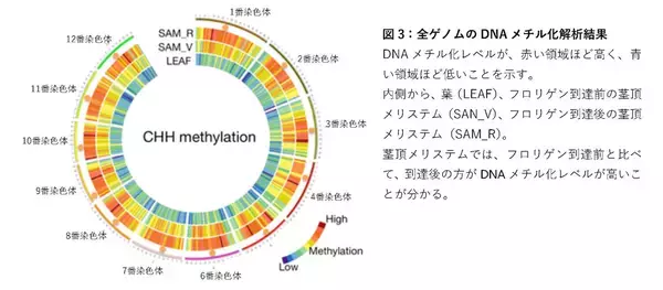 フロリゲンが茎頂メリステムのDNAメチル化を制御することを発見 ～花と生殖細胞のゲノムDNAをトランスポゾンから守るはたらきを持つ可能性を提示～