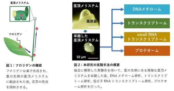 「フロリゲンが茎頂メリステムのDNAメチル化を制御することを発見 ～花と生殖細胞のゲノムDNAをトランスポゾンから守るはたらきを持つ可能性を提示～」の画像