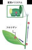 「フロリゲンが茎頂メリステムのDNAメチル化を制御することを発見 ～花と生殖細胞のゲノムDNAをトランスポゾンから守るはたらきを持つ可能性を提示～」の画像3