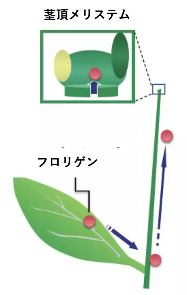 「フロリゲンが茎頂メリステムのDNAメチル化を制御することを発見 ～花と生殖細胞のゲノムDNAをトランスポゾンから守るはたらきを持つ可能性を提示～」の画像