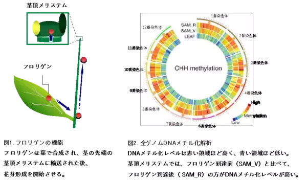 「フロリゲンが茎頂メリステムのDNAメチル化を制御することを発見 ～花と生殖細胞のゲノムDNAをトランスポゾンから守るはたらきを持つ可能性を提示～」の画像