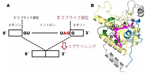 （世界初）Ｕ２ＡＦ１のイントロン認識機構を解明病気発症の原因となるU2AF1変異によるスプライシング異常の機構も解明