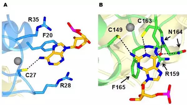 「（世界初）Ｕ２ＡＦ１のイントロン認識機構を解明病気発症の原因となるU2AF1変異によるスプライシング異常の機構も解明」の画像