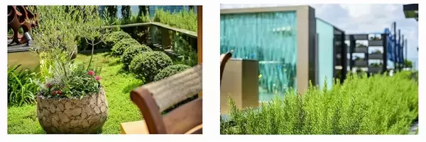 「フォーシーズンズホテル東京大手町 地上200ｍの空中庭園を第一園芸が作庭」の画像