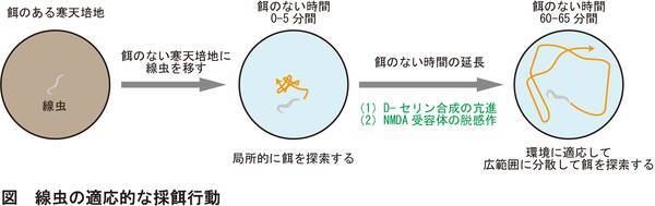 多細胞動物の高次な行動を調節するd型アミノ酸の働きを発見 北里大学 2020年11月4日 エキサイトニュース
