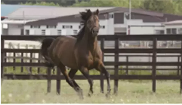 「『nepia 鼻セレブティシュ　華麗なる名馬シリーズ 第14弾』　親子ダービー馬「ネオユニヴァース」と「ロジユニヴァース」をパッケージに採用」の画像
