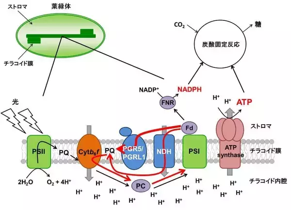 「【京都産業大学】植物の光合成のオンオフを切り替える 酸化還元タンパク質「チオレドキシン」の新たな制御機構を解明--米国植物科学専門誌「The Plant Cell」オンライン版に掲載」の画像