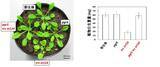 「【京都産業大学】植物の光合成のオンオフを切り替える 酸化還元タンパク質「チオレドキシン」の新たな制御機構を解明--米国植物科学専門誌「The Plant Cell」オンライン版に掲載」の画像2
