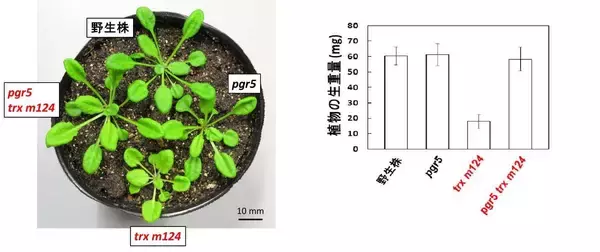 「【京都産業大学】植物の光合成のオンオフを切り替える 酸化還元タンパク質「チオレドキシン」の新たな制御機構を解明--米国植物科学専門誌「The Plant Cell」オンライン版に掲載」の画像
