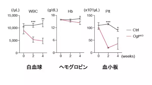 「造血幹細胞の維持に重要な酵素を発見　〜白血病治療などへの応用に期待〜」の画像