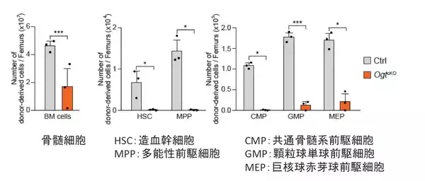 「造血幹細胞の維持に重要な酵素を発見　〜白血病治療などへの応用に期待〜」の画像