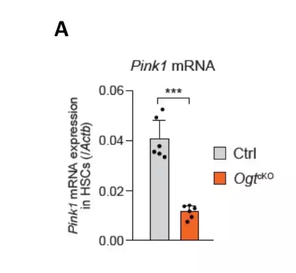 「造血幹細胞の維持に重要な酵素を発見　〜白血病治療などへの応用に期待〜」の画像