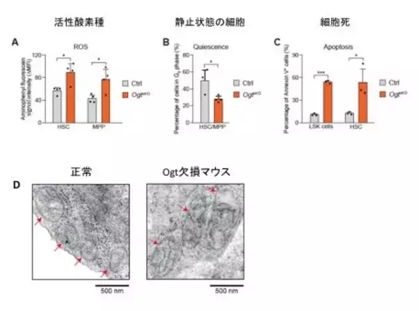 「造血幹細胞の維持に重要な酵素を発見　〜白血病治療などへの応用に期待〜」の画像