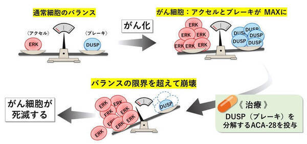 がん細胞の増殖を阻害する化合物 Aca 28 の仕組みを解明 副作用の少ないがん治療薬の開発に期待 2021年1月29日 エキサイトニュース