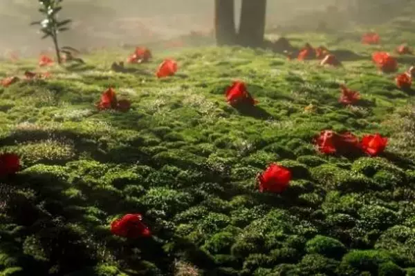 「【ホテル椿山荘東京】「椿茶」を2月8日からショップ・オンラインで提供開始」の画像