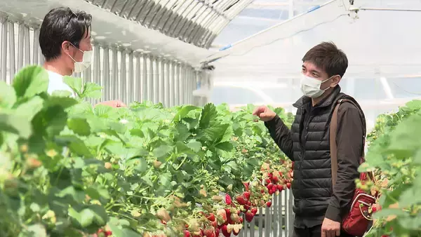 「「LIFE～夢のカタチ～」大評判！！きっと日本一大きないちご大福」の画像