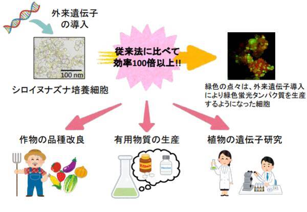 細胞への遺伝子導入効率が100倍に 新しい培養方法でゲノム研究を大きく進める手法開発 摂南大学 21年6月14日 エキサイトニュース