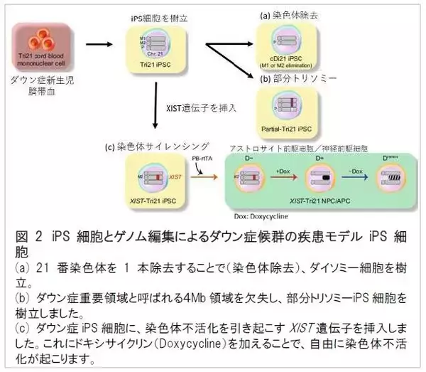 「【大阪大学】ダウン症児の脳の正常発達を乱す遺伝子を発見 ～ヒトiPS細胞とゲノム編集技術を駆使し、正確かつ精緻な疾患細胞モデルを樹立～」の画像