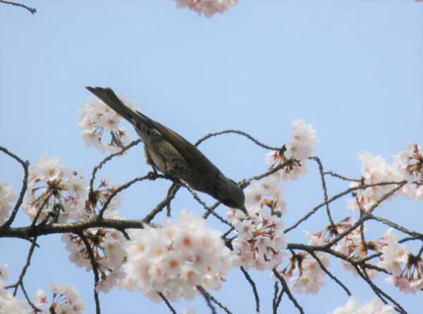 鳥が花蜜を味わう新たな仕組みを解明 スズメ亜目を鳥類最大の種数へ繋栄させた糖の味受容機構 が明らかに 21年7月12日 エキサイトニュース