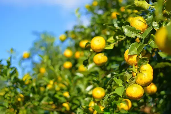 スマート農業推進に向け、作業者の遠隔見守りソリューション「安全見守りくん」を高知県北川村ゆず農園の現場に実験的適用