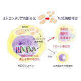 「【東京薬科大学】難治性血液がん、骨髄異形成症候群（MDS）の発症機序を解明 ～ミトコンドリア異常を標的とした新規治療薬の開発に期待～」の画像1