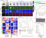 「雄性生殖細胞の全分化過程の試験管内再構成に成功　―ES細胞から精子まで全過程を体外で誘導する―」の画像2